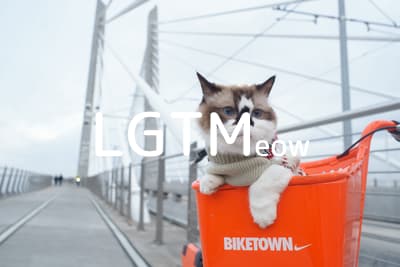 lgtm-cat-image