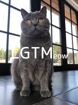 lgtm-cat-image
