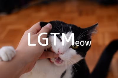 lgtm-cat-image