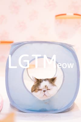 lgtm-cat-image