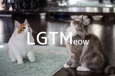 lgtm-cat-image