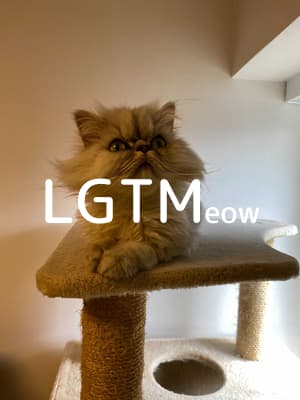 lgtm-cat-image