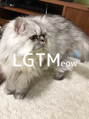 lgtm-cat-image