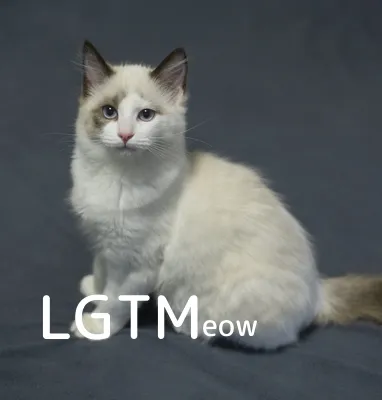 LGTM image
