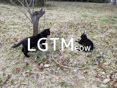 lgtm-cat-image