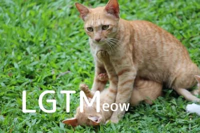 LGTM image
