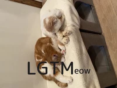 LGTM image
