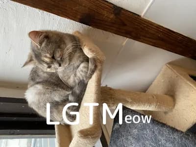 LGTM image