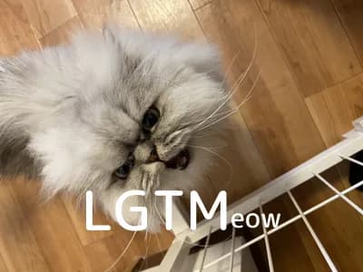 lgtm-cat-image