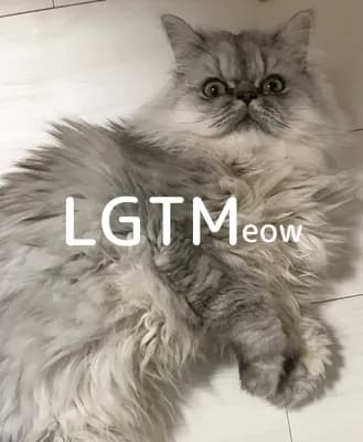 LGTM image