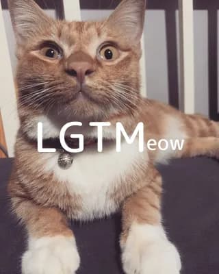 lgtm-cat-image