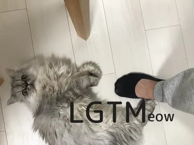 LGTM image