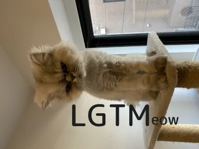 LGTM image
