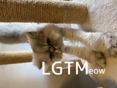 LGTM image