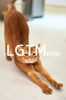 lgtm-cat-image