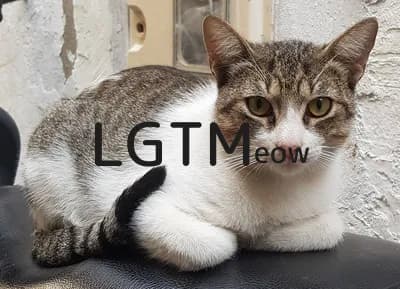 LGTM image