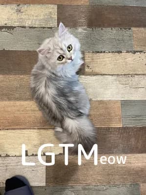 LGTM image