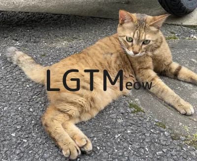 LGTM image