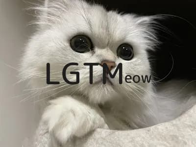 LGTM image