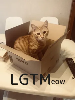lgtm-cat-image