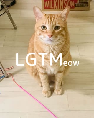 lgtm-cat-image