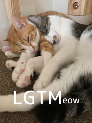 lgtm-cat-image