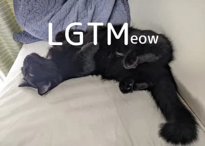 lgtm-cat-image