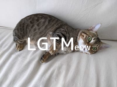 lgtm-cat-image