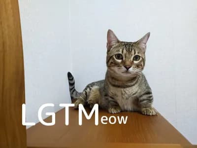 lgtm-cat-image