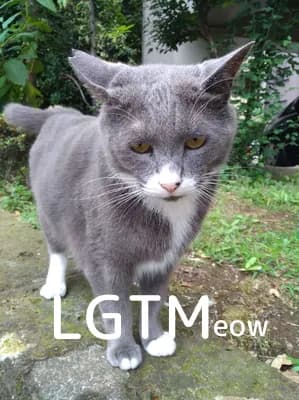 LGTM image