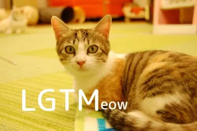 LGTM image