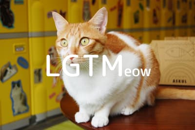 lgtm-cat-image