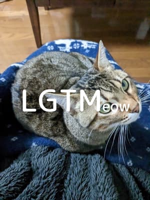 lgtm-cat-image