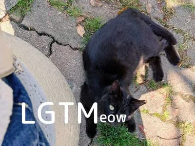lgtm-cat-image