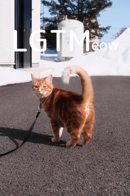LGTM image