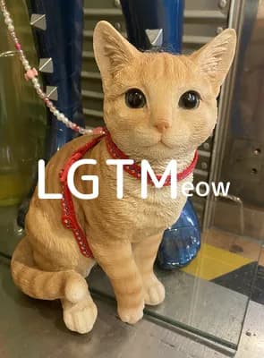 lgtm-cat-image