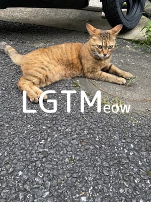 lgtm-cat-image