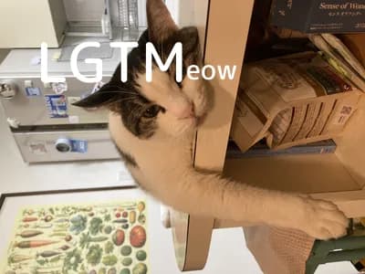 lgtm-cat-image