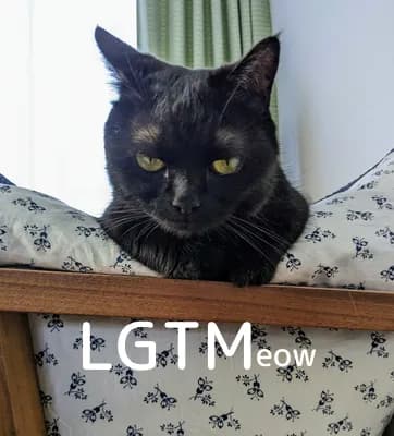 lgtm-cat-image