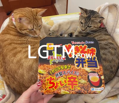 lgtm-cat-image