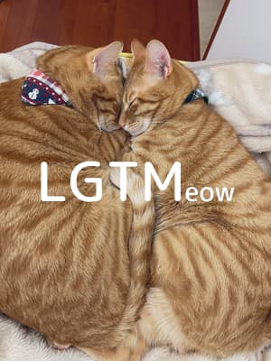 lgtm-cat-image