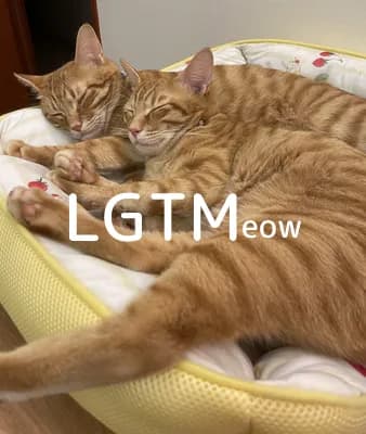 lgtm-cat-image