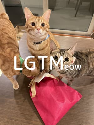 lgtm-cat-image