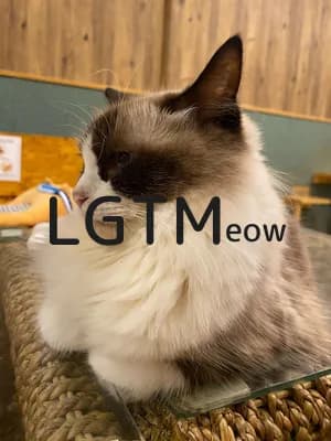 LGTM image