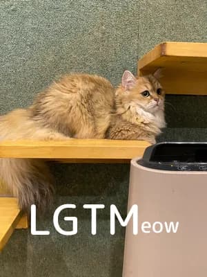 LGTM image