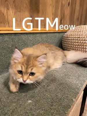 LGTM image