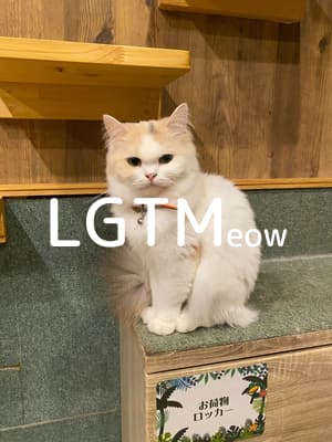 LGTM image