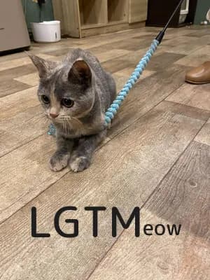 LGTM image