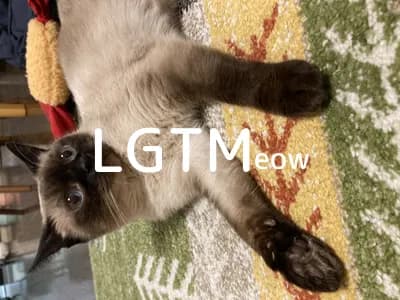 LGTM image