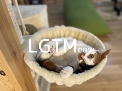 lgtm-cat-image